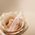 7841-intensa-ampulle-timeless-rose-no.1-3-300dpi.png